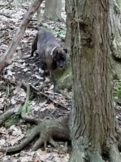 Round Top Park Recreation Area - Athens, PA