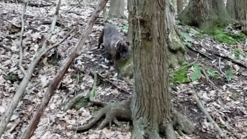Round Top Park Recreation Area - Athens, PA