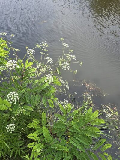 Round Top Pond - Athens, PA