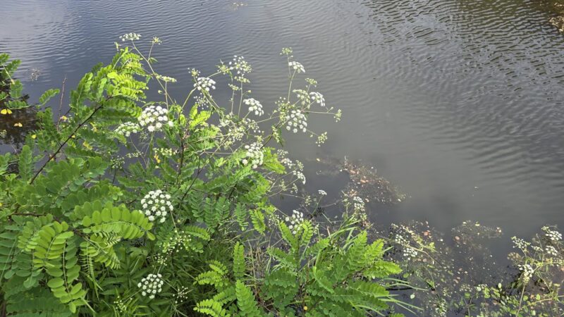 Round Top Pond - Athens, PA