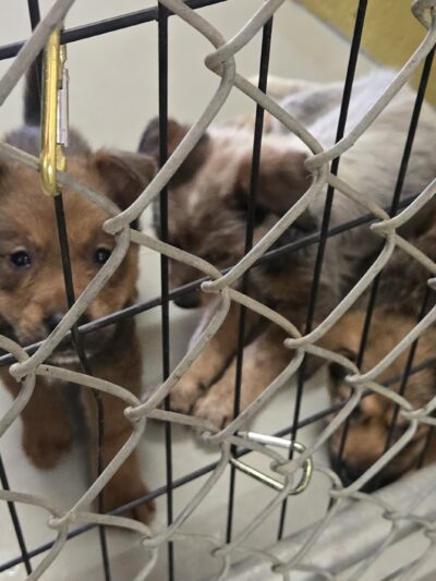 Athens Animal Services - Athens, TX