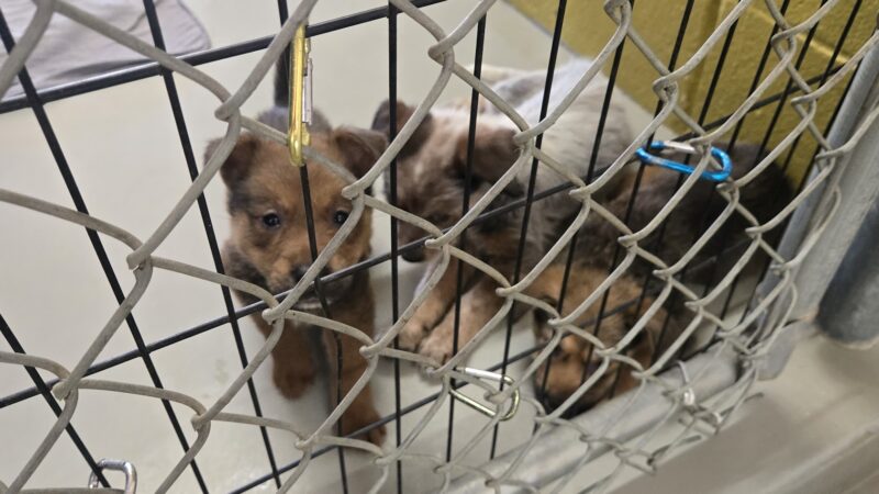 Athens Animal Services - Athens, TX