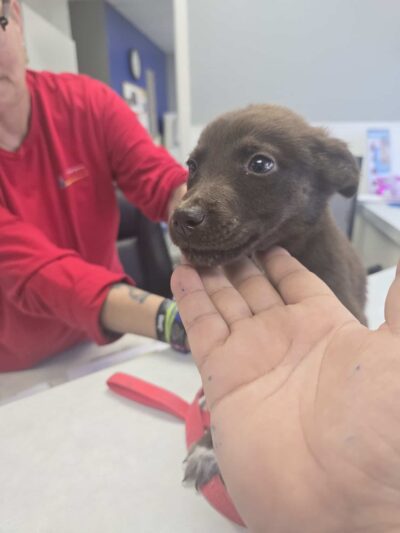 Athens Animal Services - Athens, TX