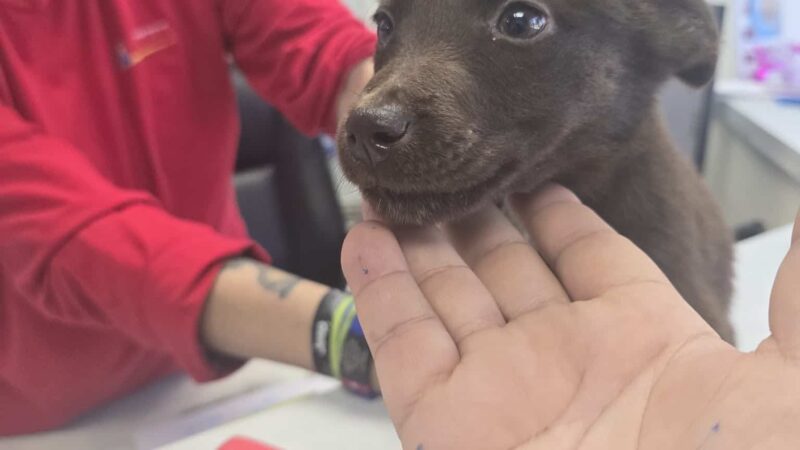 Athens Animal Services - Athens, TX