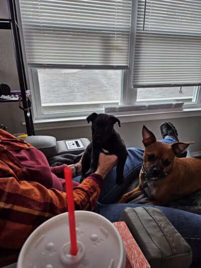 Athens Animal Services - Athens, TX