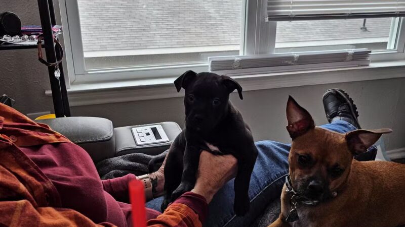 Athens Animal Services - Athens, TX