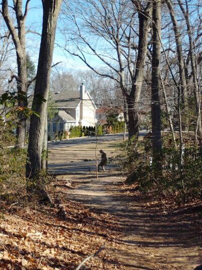 Lenape Woods Nature Preserve - Atlantic Highlands, NJ