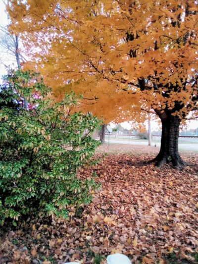 Atwood Walking Track and Baseball Field - Atwood, TN