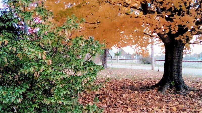 Atwood Walking Track and Baseball Field - Atwood, TN