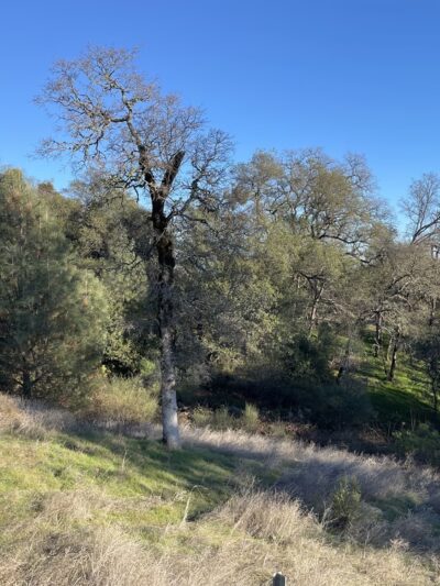 Canyon View Preserve - Auburn, CA
