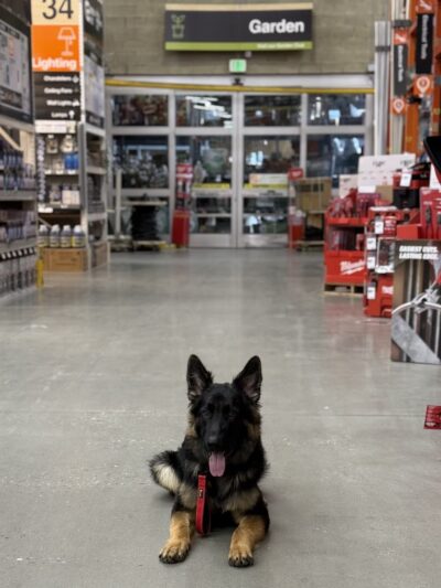 Faultless K-9 - Auburn, ME