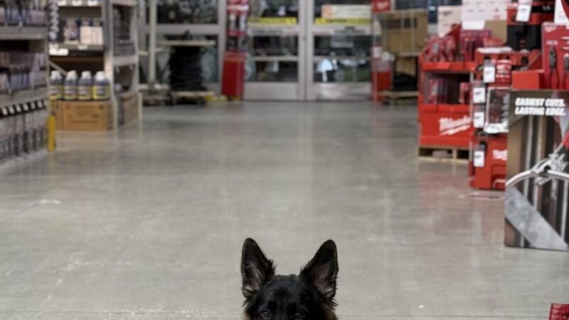 Faultless K-9 - Auburn, ME