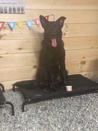 Faultless K-9 - Auburn, ME