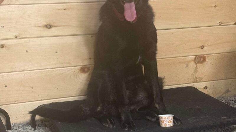 Faultless K-9 - Auburn, ME