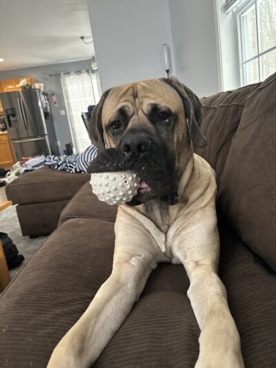 Faultless K-9 - Auburn, ME