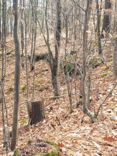 Whitman Spring Road Trail -- North Gate - Auburn, ME