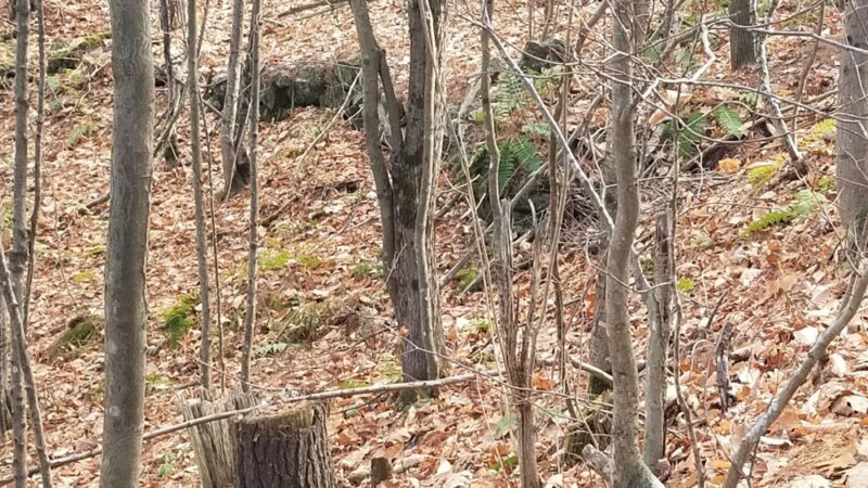 Whitman Spring Road Trail -- North Gate - Auburn, ME