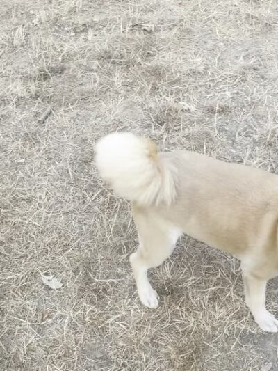 Off-leash park - Auburn, WA