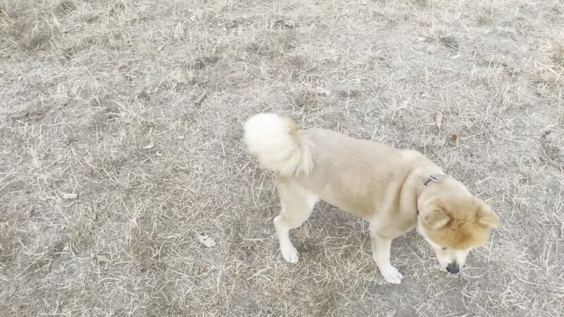 Off-leash park - Auburn, WA