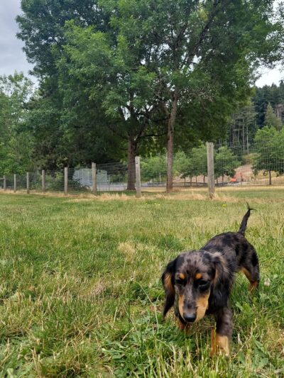 Off-leash park - Auburn, WA