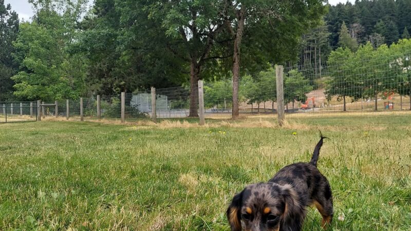Off-leash park - Auburn, WA