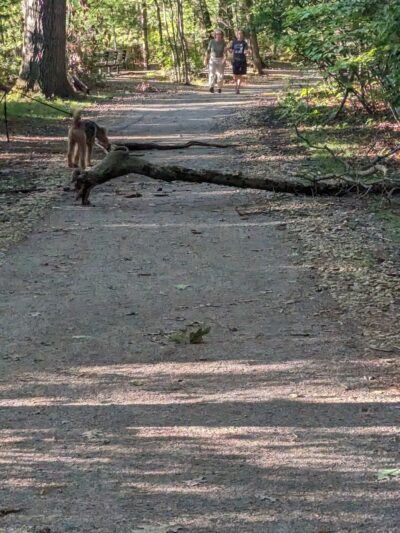 Auburndale Park - Auburndale, MA