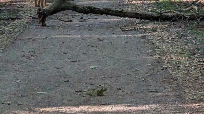 Auburndale Park - Auburndale, MA