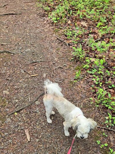 Augusta Springs Wetlands Park - Augusta Springs, VA
