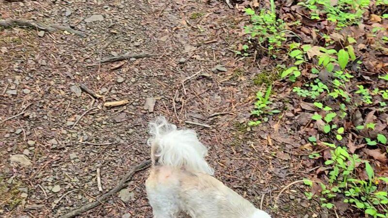Augusta Springs Wetlands Park - Augusta Springs, VA