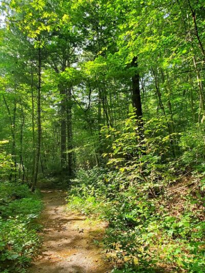 Augusta Springs Wetlands Park - Augusta Springs, VA