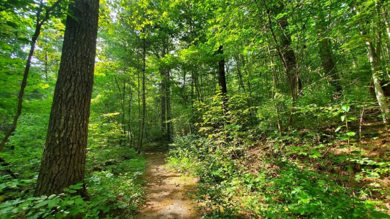 Augusta Springs Wetlands Park - Augusta Springs, VA