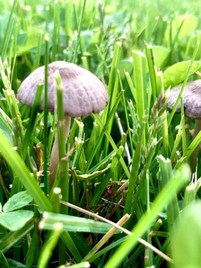 Frontenac park - Aurora, IL