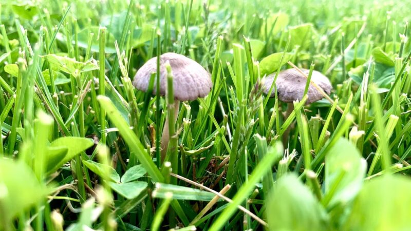 Frontenac park - Aurora, IL