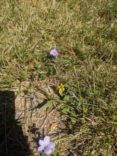 Jeanne’s Park - Aurora, MO