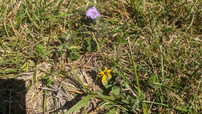 Jeanne’s Park - Aurora, MO