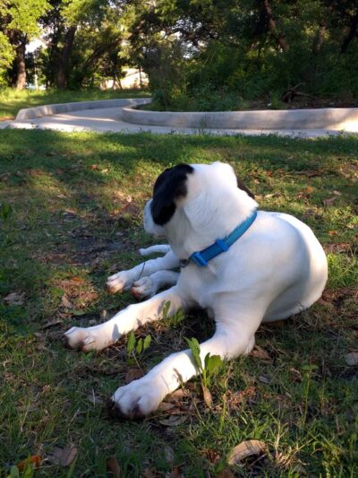 Armadillo Neighborhood Park - Austin, TX