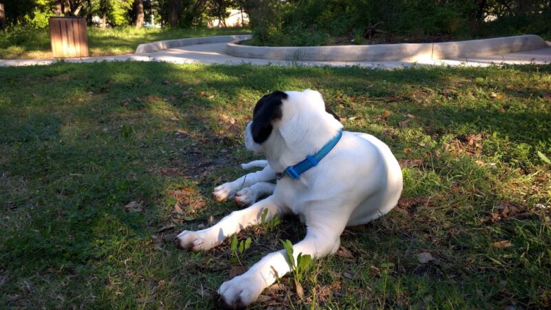Armadillo Neighborhood Park - Austin, TX