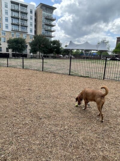 Dog Park - Austin, TX