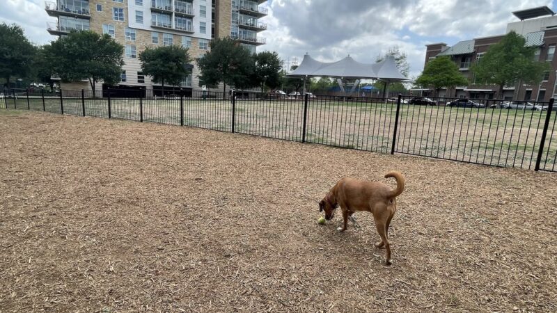 Dog Park - Austin, TX