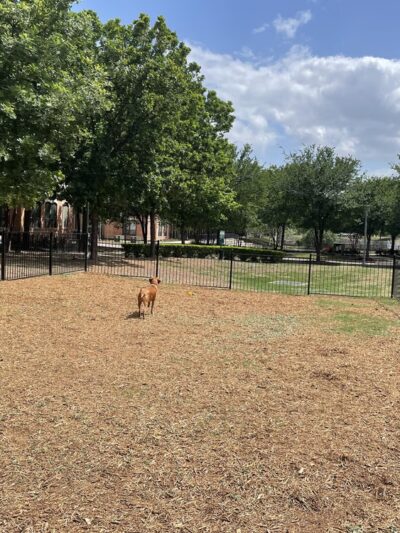 Dog Park - Austin, TX