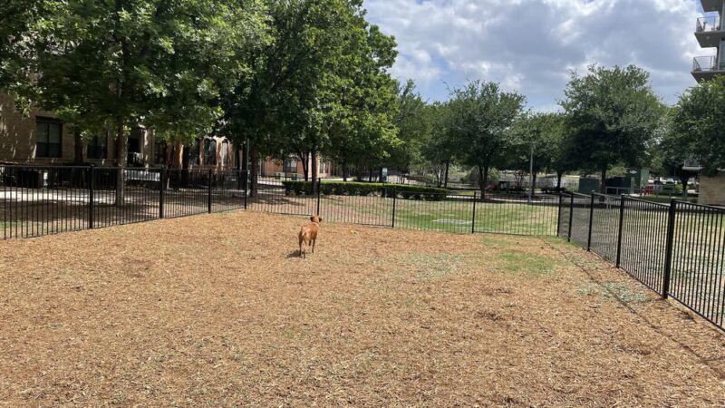 Dog Park - Austin, TX