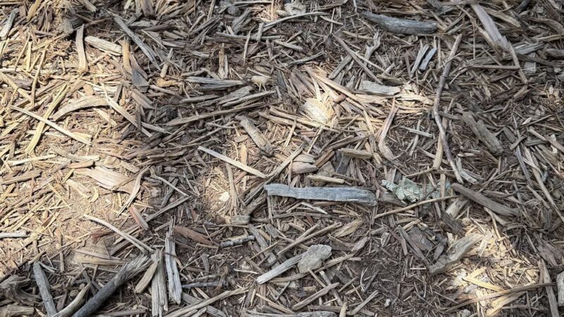 Dog Park - Austin, TX