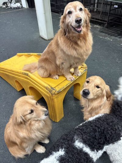 Dogtopia of North Austin - Austin, TX