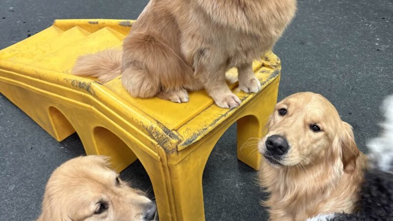 Dogtopia of North Austin - Austin, TX