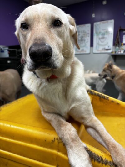 Dogtopia of North Austin - Austin, TX