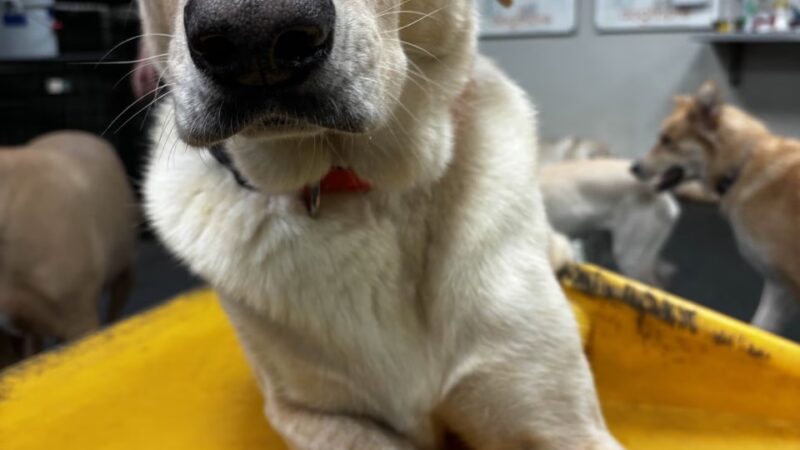 Dogtopia of North Austin - Austin, TX