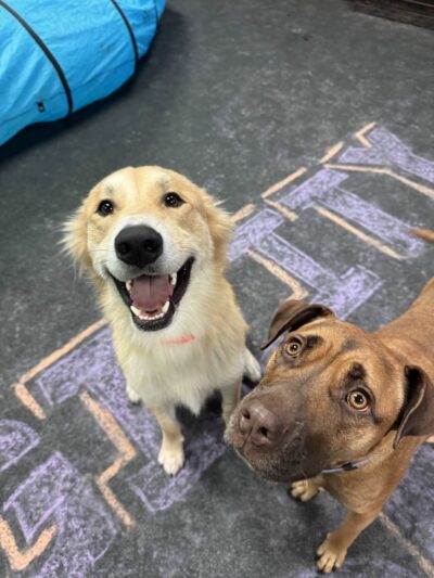 Dogtopia of North Austin - Austin, TX