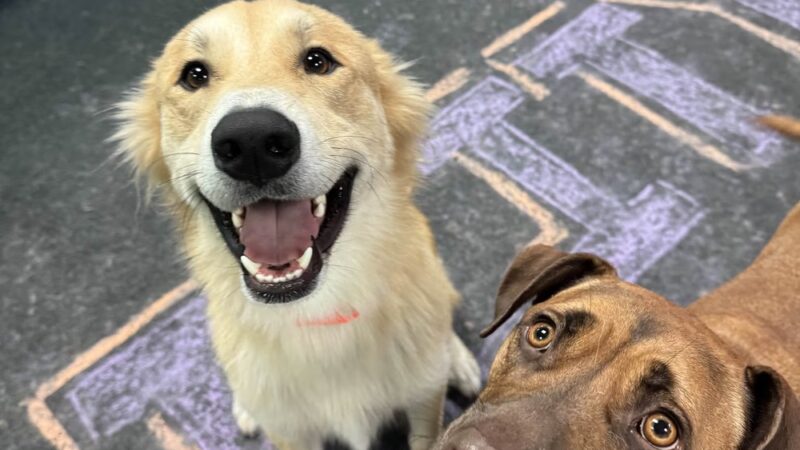 Dogtopia of North Austin - Austin, TX