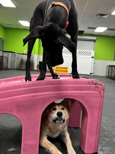 Dogtopia of North Austin - Austin, TX