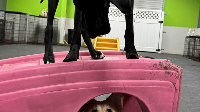 Dogtopia of North Austin - Austin, TX